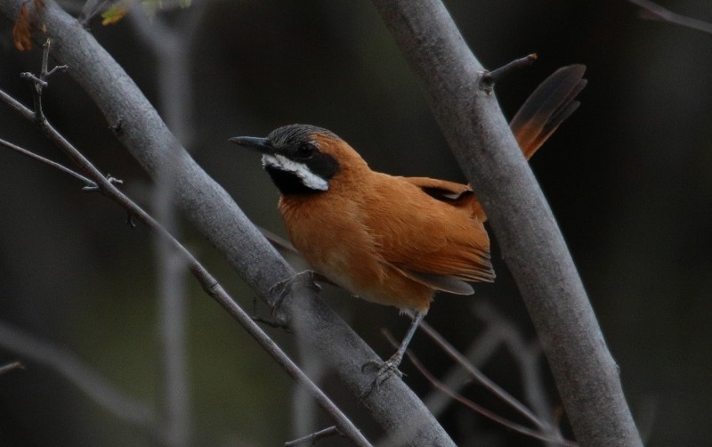 White-whiskered Spinetail - Margareta Wieser