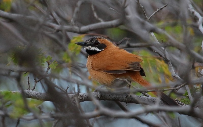 White-whiskered Spinetail - Margareta Wieser