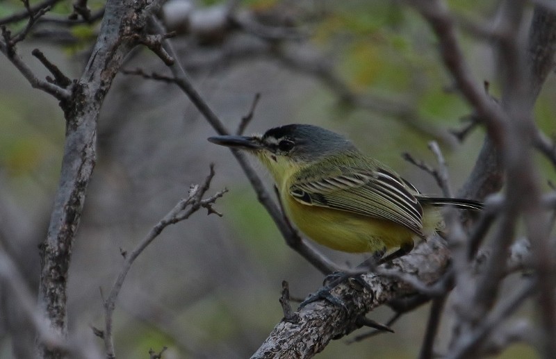 Maracaibo Tody-Flycatcher - Margareta Wieser