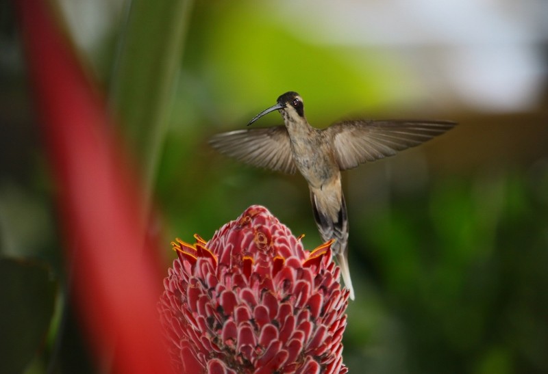 Sooty-capped Hermit - Margareta Wieser