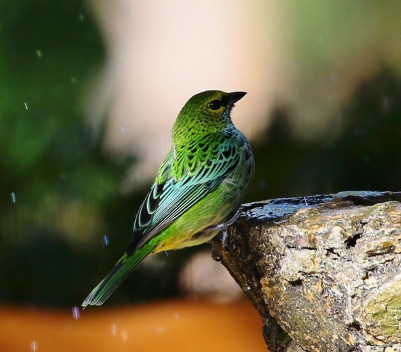 Speckled Tanager - ML205444181