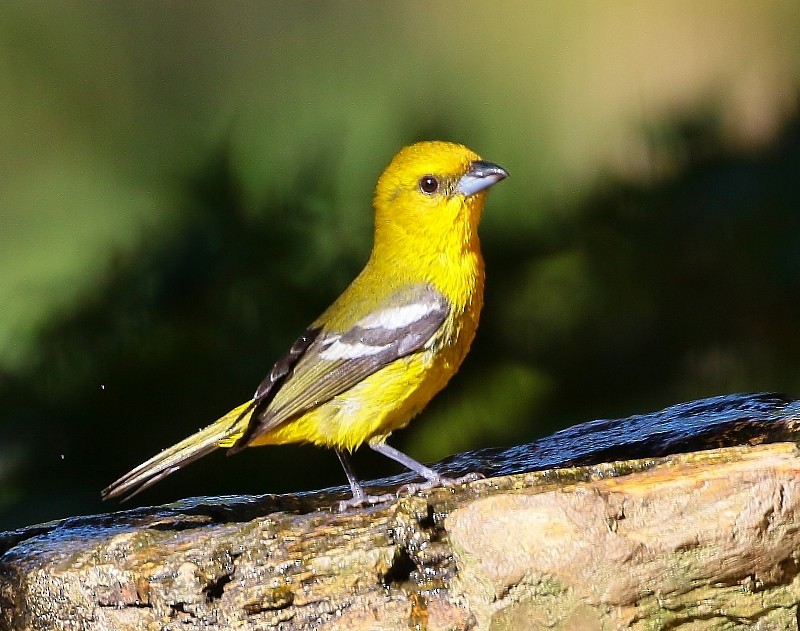 White-winged Tanager - ML205444191