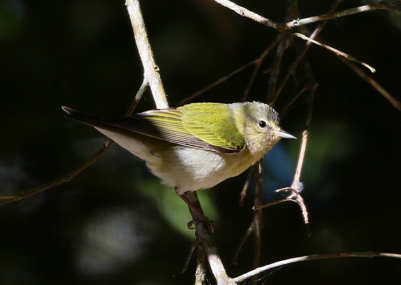 Tennessee Warbler - ML205444211