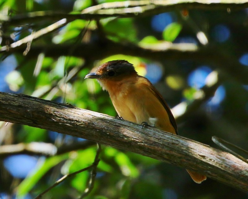 Chestnut-crowned Becard - Margareta Wieser