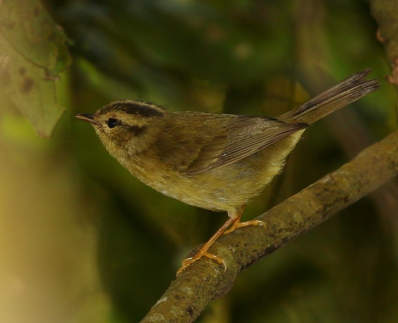 Three-striped Warbler - ML205444281