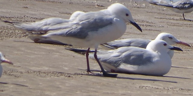 Slender-billed Gull - ML205445101