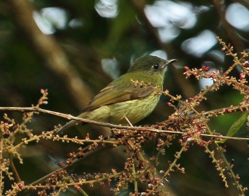 Olive-striped Flycatcher - ML205446531