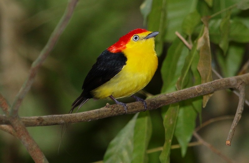 Wire-tailed Manakin - ML205448461