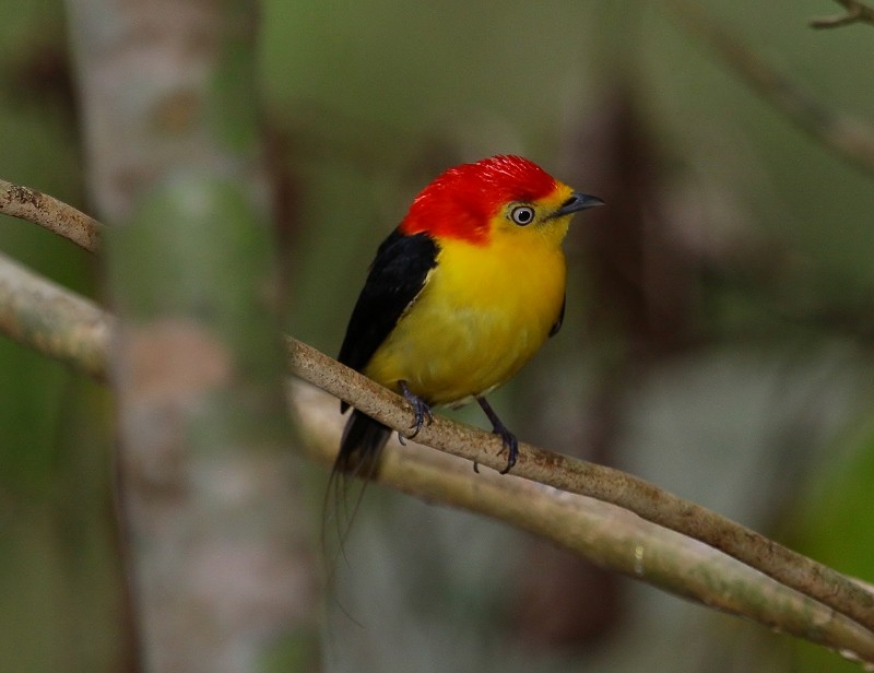 Wire-tailed Manakin - ML205448471