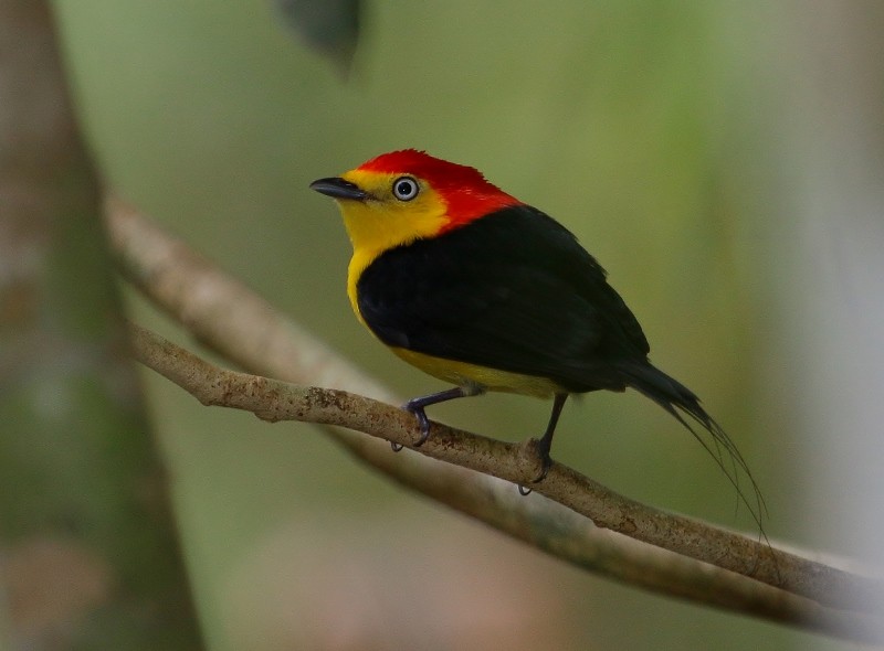 Wire-tailed Manakin - ML205448491