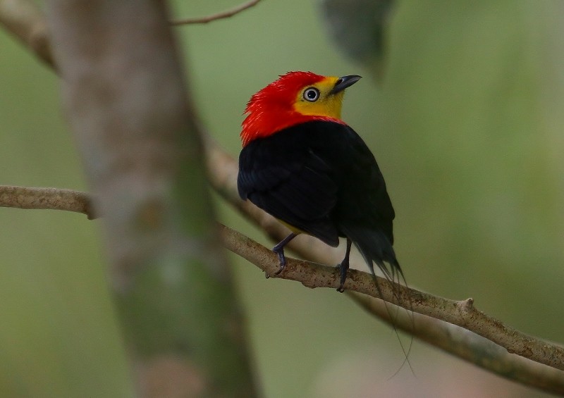 Wire-tailed Manakin - ML205448501