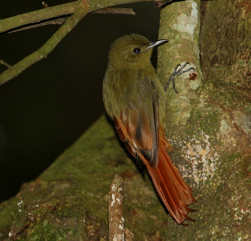 gråhodetreløper (griseus gr.) - ML205448951