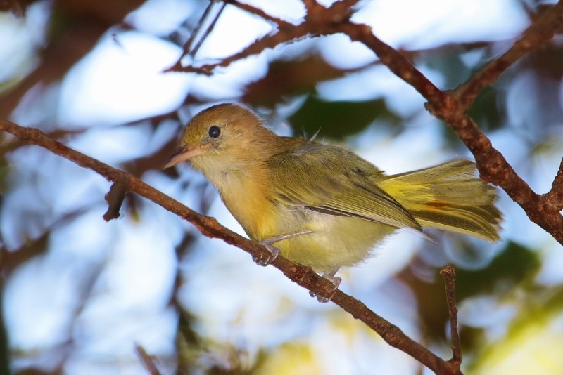 Golden-fronted Greenlet - Margareta Wieser