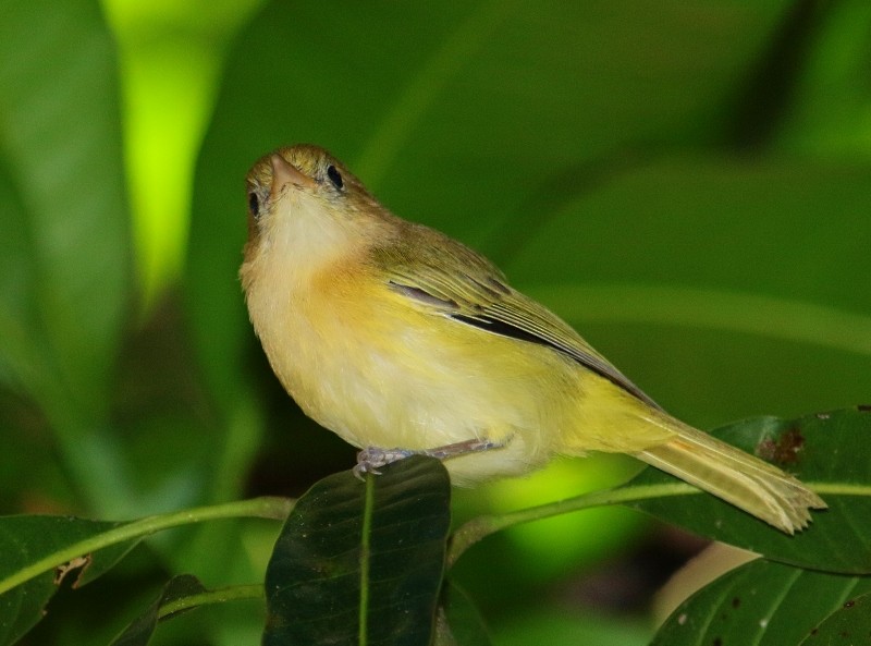 Golden-fronted Greenlet - Margareta Wieser