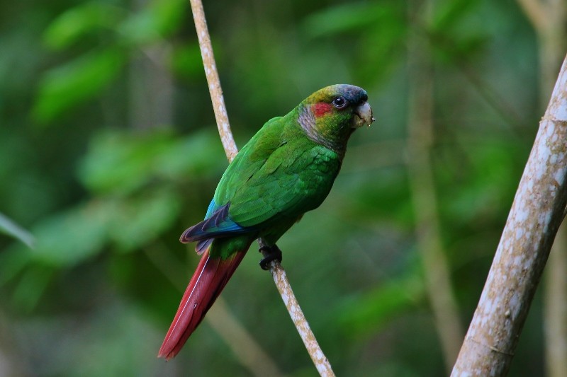 Red-eared Parakeet - ML205449251