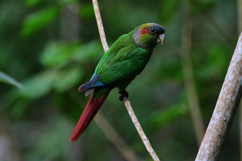 Red-eared Parakeet - ML205449261