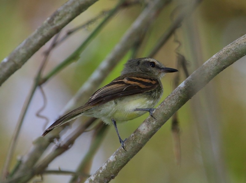 Fuscous Flycatcher - ML205451271