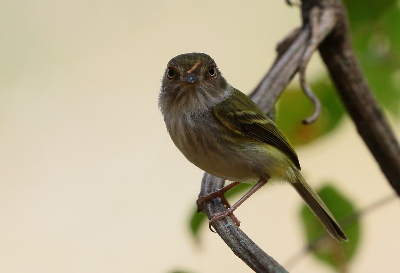 Pale-eyed Pygmy-Tyrant - ML205451661