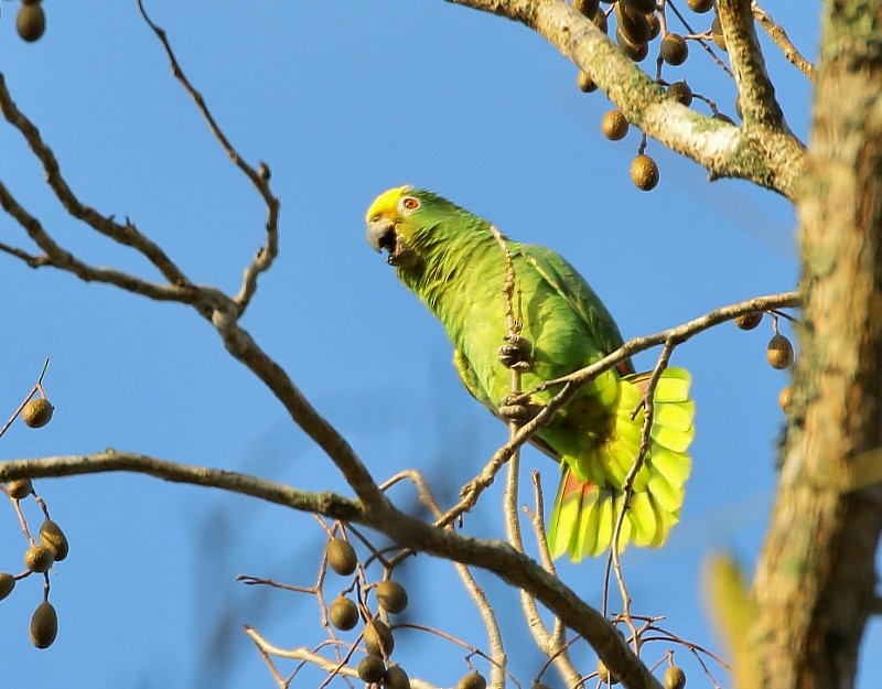 Amazone à front jaune - ML205451791