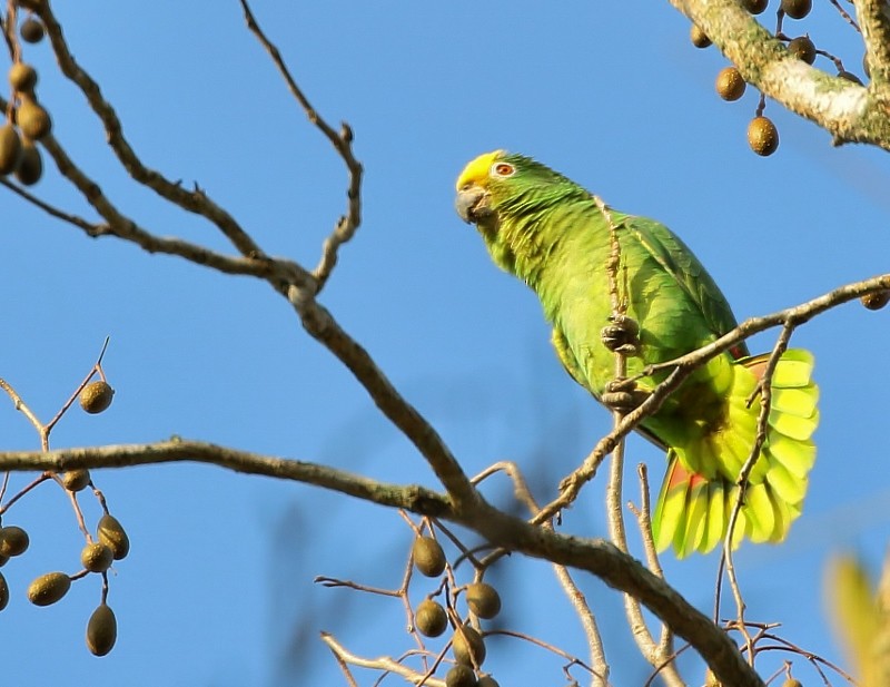Yellow-crowned Parrot - ML205451801