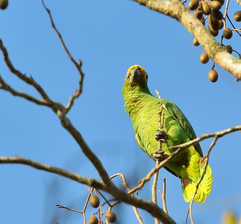 Yellow-crowned Parrot - ML205451811