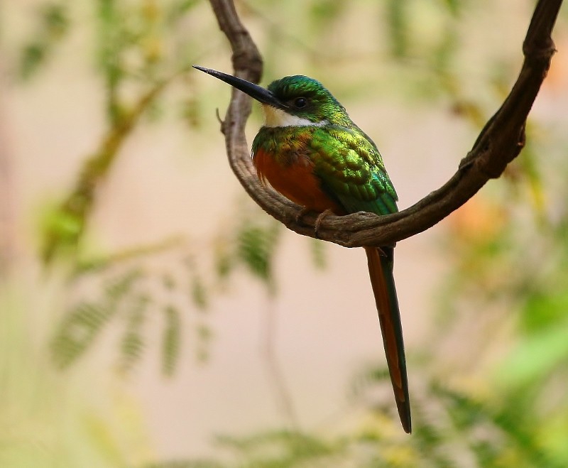 Rufous-tailed Jacamar - ML205451841