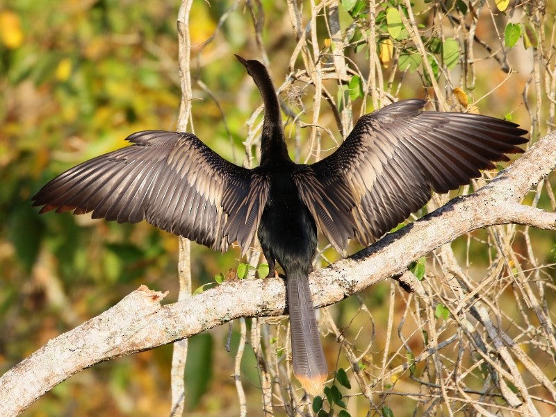 Anhinga d'Amérique - ML205451851