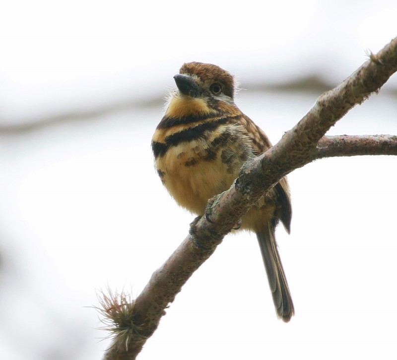 Two-banded Puffbird - ML205451901