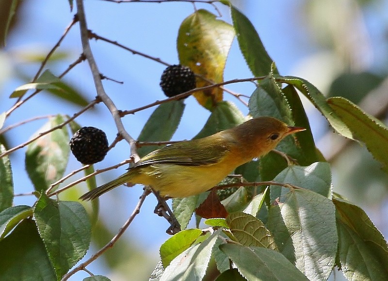 Golden-fronted Greenlet - Margareta Wieser