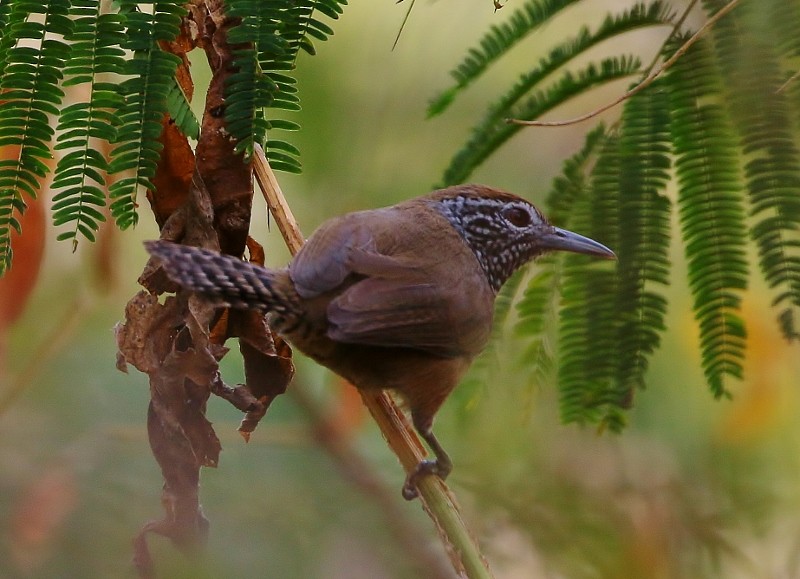 Rufous-breasted Wren - ML205452051