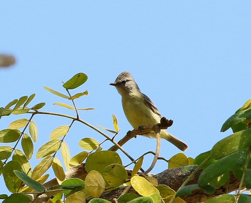 Southern Beardless-Tyrannulet - ML205452071