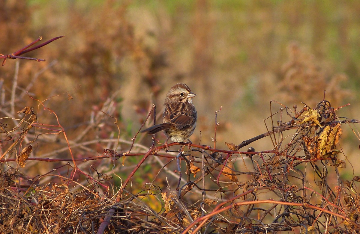 Song Sparrow - ML20545341