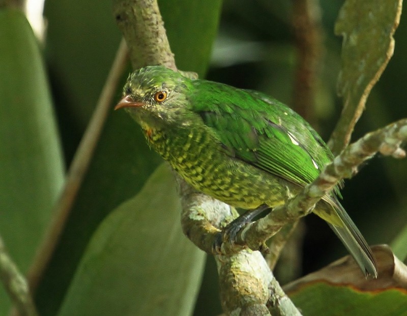 Golden-breasted Fruiteater - Margareta Wieser