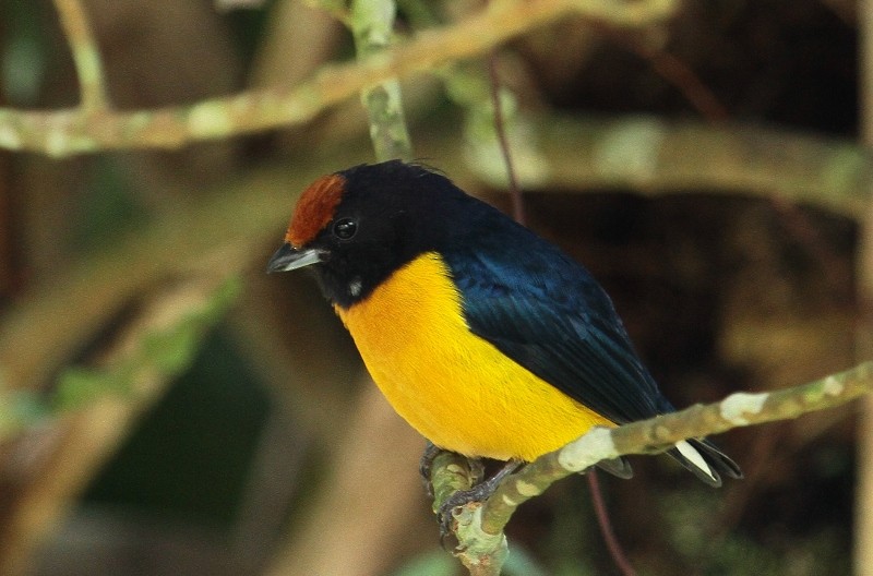 Orange-bellied Euphonia - Margareta Wieser