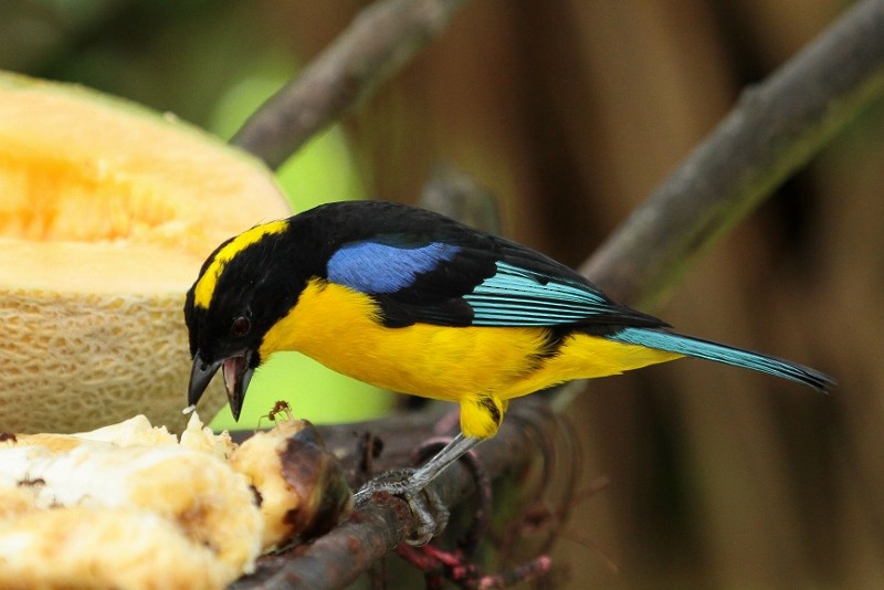 Blue-winged Mountain Tanager (Blue-winged) - Margareta Wieser