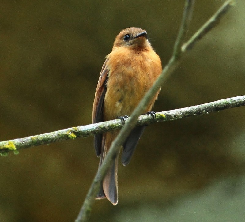 Cinnamon Flycatcher - Margareta Wieser