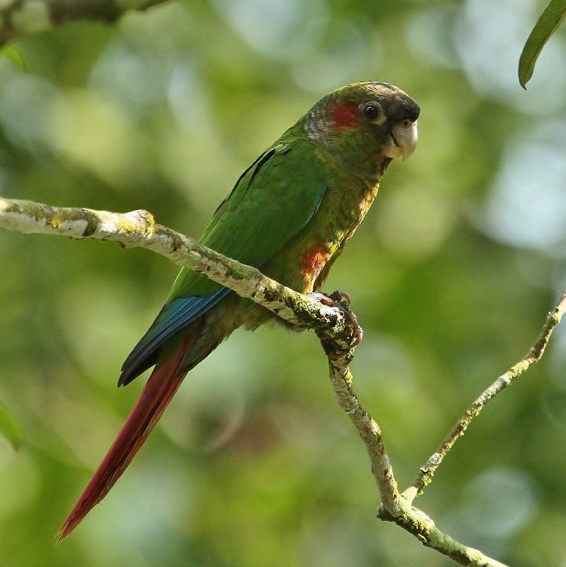 Red-eared Parakeet - ML205454041