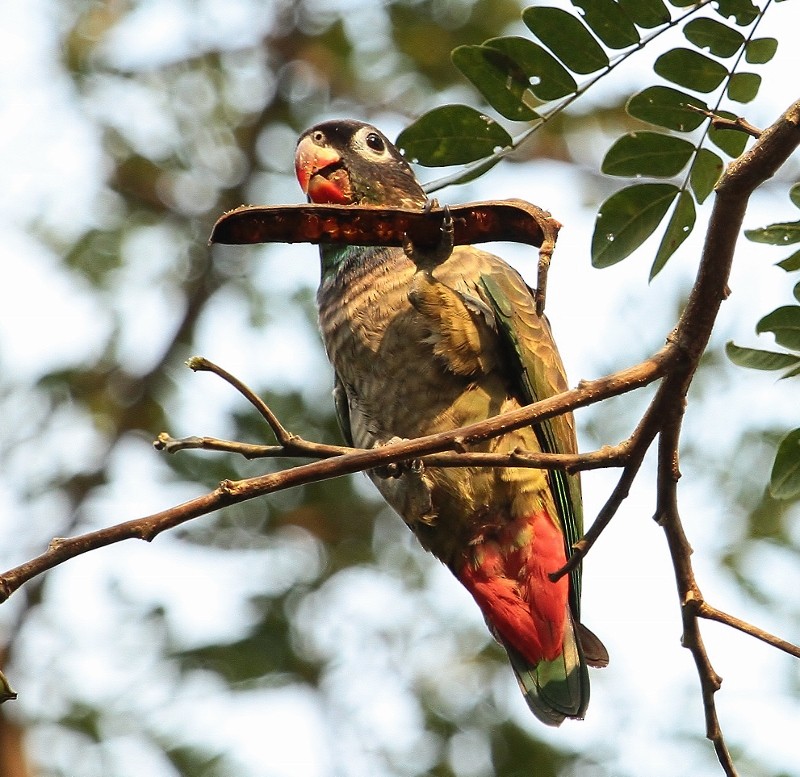 Red-billed Parrot - Margareta Wieser
