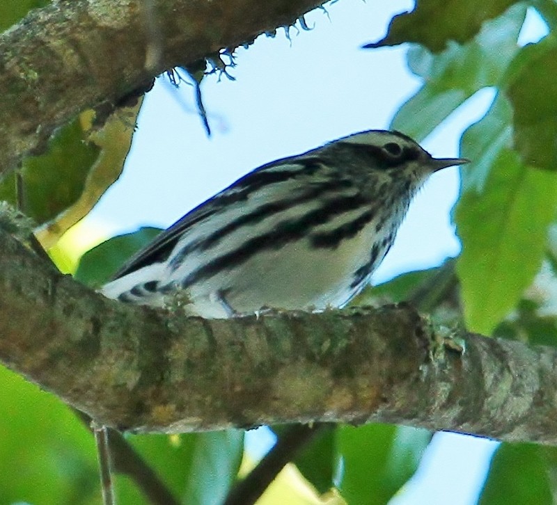 Black-and-white Warbler - ML205454541