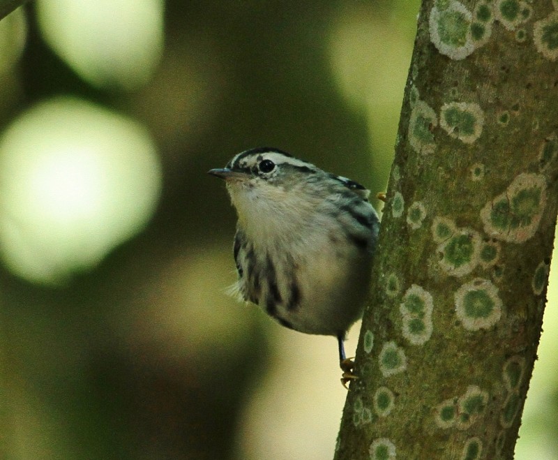 Black-and-white Warbler - ML205454551