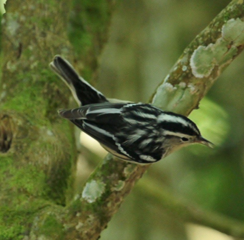 Black-and-white Warbler - ML205454561