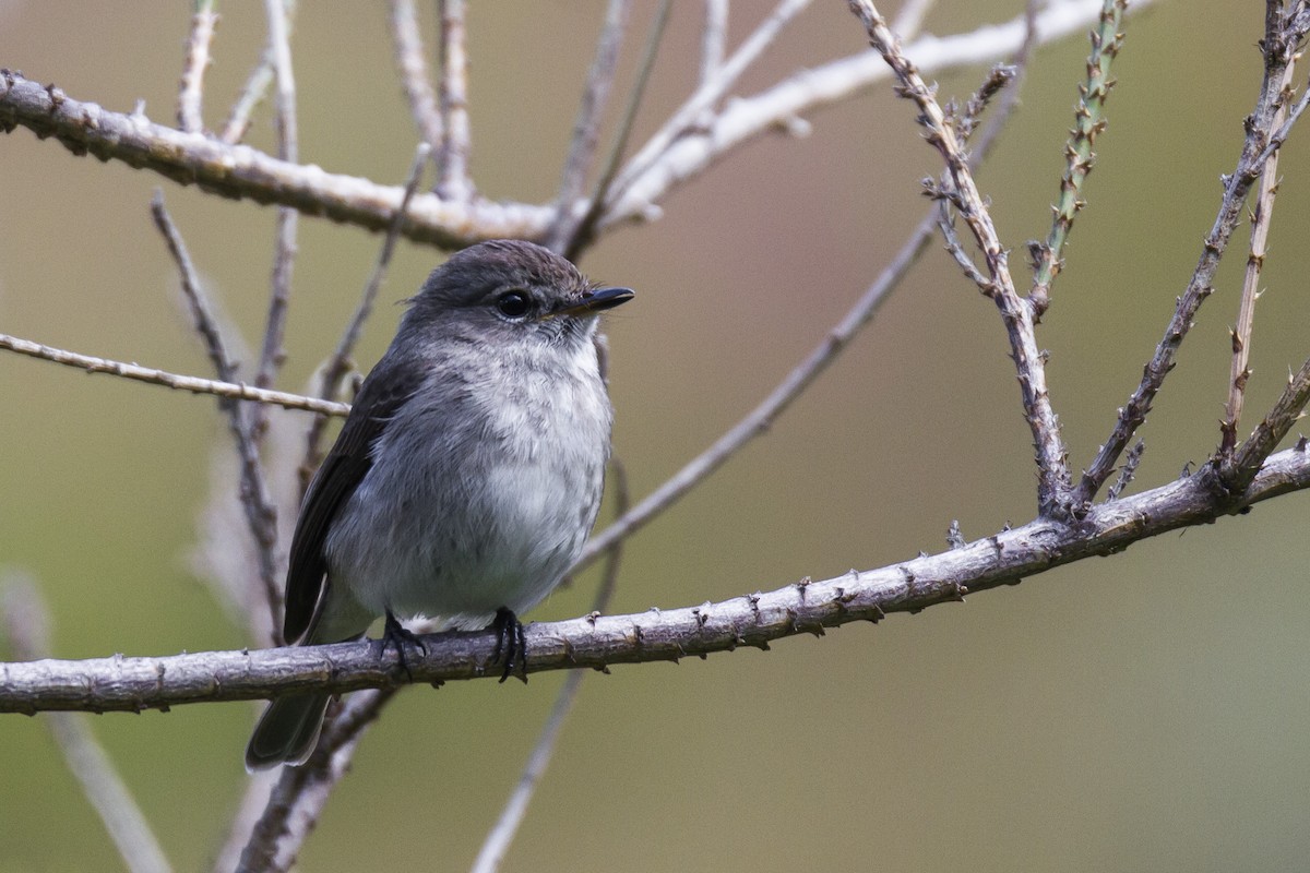 African Dusky Flycatcher - ML20545501