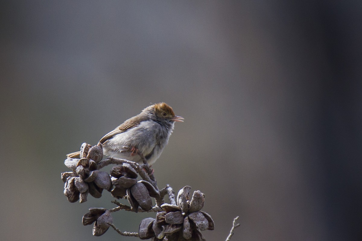 Piping Cisticola - ML20545521