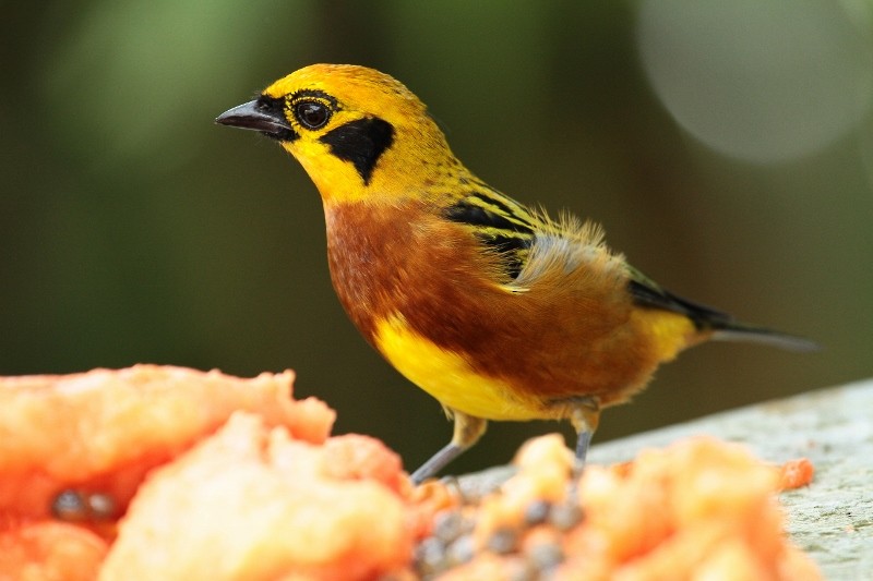 Golden Tanager (arthus) - ML205456031