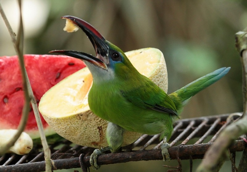 Groove-billed Toucanet (Groove-billed) - ML205456131