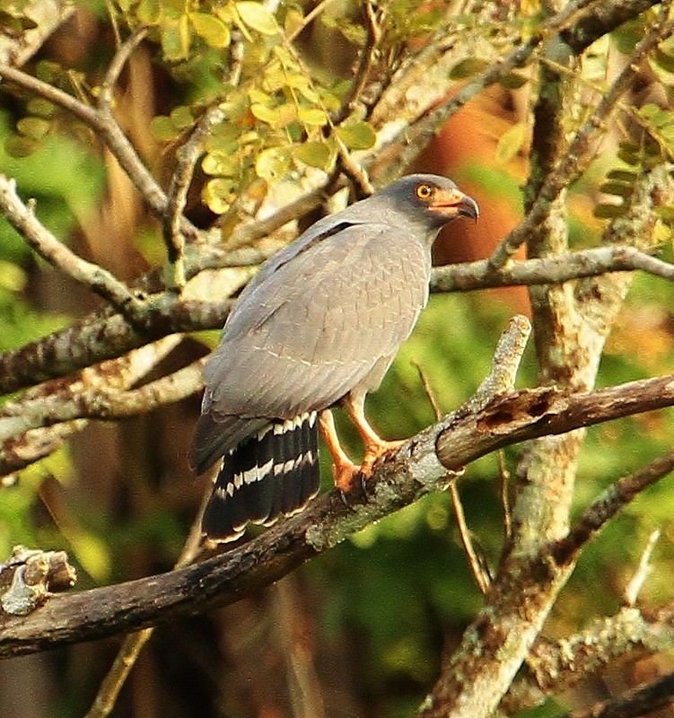 Slender-billed Kite - Margareta Wieser