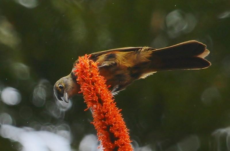 Fulvous-crested Tanager - ML205456371