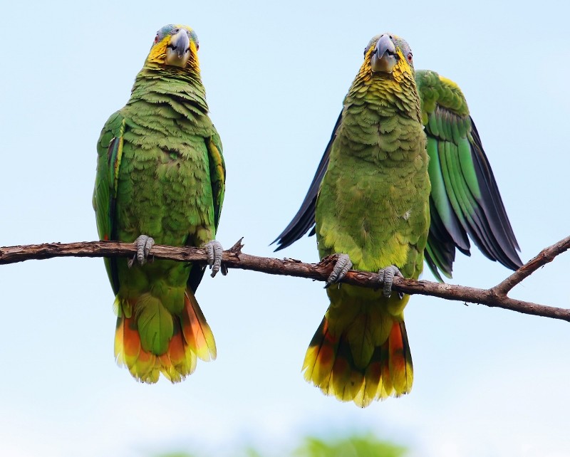 Orange-winged Parrot - ML205456461