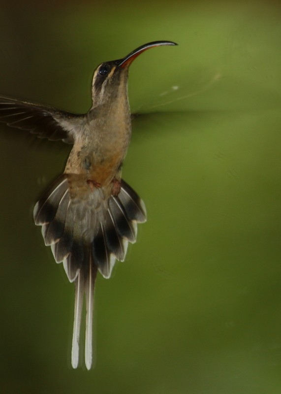 Длиннохвостый колибри-отшельник - ML205456491