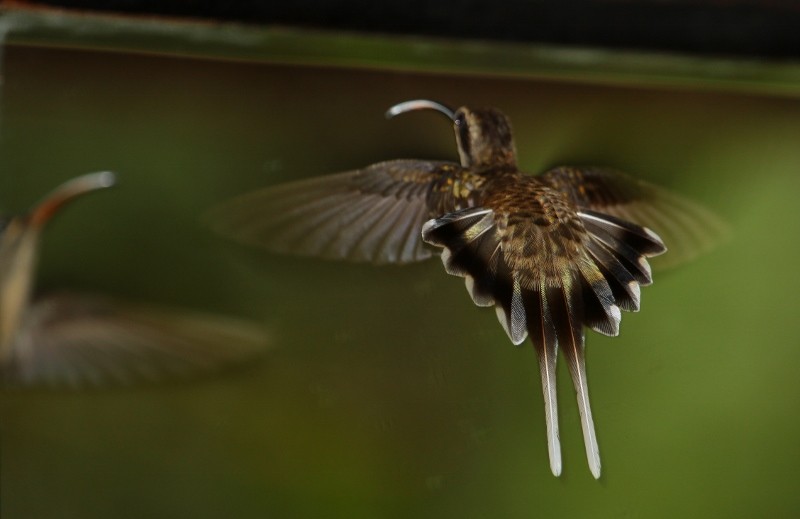 Langschwanz-Schattenkolibri - ML205456521